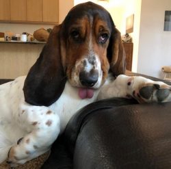 Bassetts are able to win the love of almost any person because they have an amazing appearance a ...
