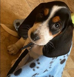 Despite the fact that Basset Hounds are not the easiest dogs to train, nevertheless, their educa ...