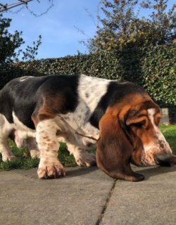 Basset dogs were bred in France in the Middle Ages, and after the French Revolution, hounds were ...