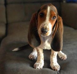 Basset Hounds are very quick-witted, they are easy to contact, agreeable and friendly, dogs are  ...