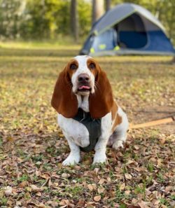 In the Basset Hounds, working in a pack and chasing an animal are basic instincts, previously us ...