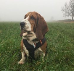 Cynologists claim that the Basset Hound is the only dog ​​in the world that considers itself a h ...