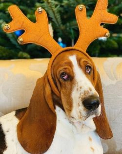 Before the First World War, Basset Hound dogs were introduced to the United States, where they g ...