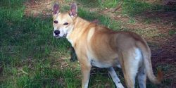 Wild dogs of this subspecies revert to a dingo-like rather than a wolf-like appearance. The only ...