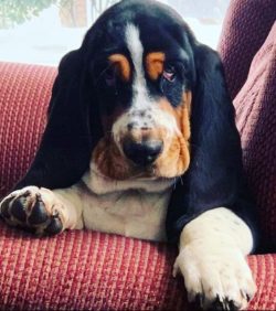 It is hard to believe that the Basset Hound is a hunting dog breed. The short and thick paws loo ...