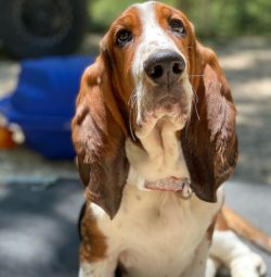 The unique feature of Basset Hounds is their sad face. Perhaps there is no more dog breed in the ...