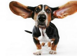 A striking feature of the Basset is the ears drooping a good ten centimeters. They complement th ...
