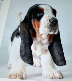 The Basset torso is characterized by a broad back, large chest, and considerable length. It is i ...