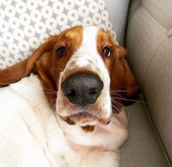 The color of the Basset Hound is entirely determined by the genotype of the parents. Simply put, ...