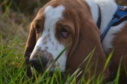It so happened that unscrupulous breeders sold gray and black puppies as rare Basset Hounds, ask ...