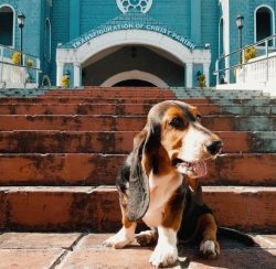 Living in the same family for a long time, Basset Hound takes on the traits of the owners and be ...