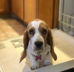Basset Hound looks slow and amusing dog, but if it wants to play or goes hunting, it turns into  ...
