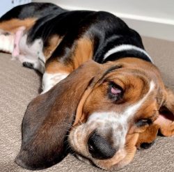Although Basset Hounds have strong hunting instincts, they love comfort a lot. Unlike other bree ...