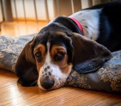 Bassets have the longest ears in the canine world. It is officially registered in the Guinness B ...