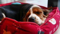For the love of sofas and upholstered armchairs in Great Britain, Basset Hound is called the cou ...