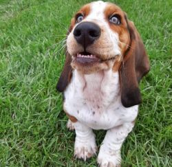 Basset Hound has a very powerful voice. If you leave her at home alone, then in a few hours all  ...