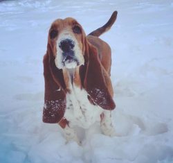 Basset Hounds are capable of getting carried away by smells. If the dog liked any smell, then pu ...