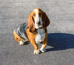 Basset Hound is sloppy. If they drink from a bowl, water and saliva will scatter within a radius ...