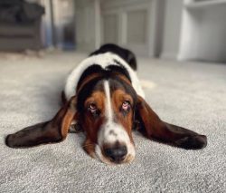Basset Hounds, due to their short legs, walk very poorly on steps and stairs. Often, the owners  ...