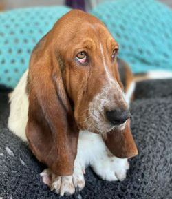 If you need a friend, the Basset Hound is the perfect fit. He will eat, drink, and sleep with hi ...