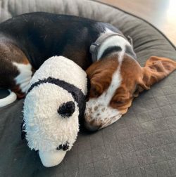 Even with minimal training, Basset is ready to lift a bird from its home or drive a fox or badge ...