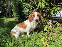 Many hunting dogs (eg Spaniels) do not treat children very well. Against their background, the B ...