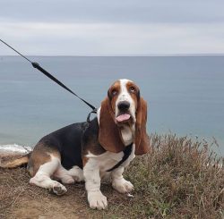 Basset Hound is ready to be alone 5-8 hours a day. If you leave the dog for a long time, then he ...
