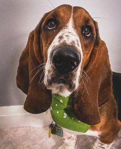 Basset Hound skin folds quickly become greasy and start to give off an unpleasant odor. Therefor ...
