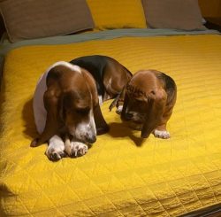 Sexual maturity in Bassetts occurs by 20-22 months of age. By about two years of age, both males ...