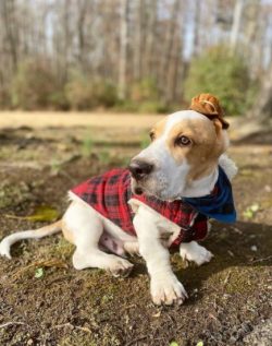 Bassets require serious maintenance. This dog is not suitable for beginners or overly busy peopl ...