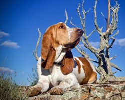 Basset Hound’s coat is short, but this is the main problem with grooming. First, Bassetts  ...