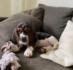 Because of the too-short legs, Basset Hound gets dirty very quickly, but you can’t wash th ...
