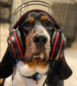 Long ears of Bassets are a separate concern for the owner. There should be no liquid in the ears ...