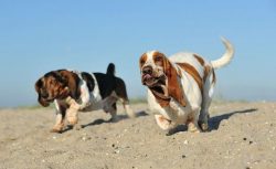 An adult Basset Hound needs two walks a day. An hour in the morning and an hour in the evening.  ...