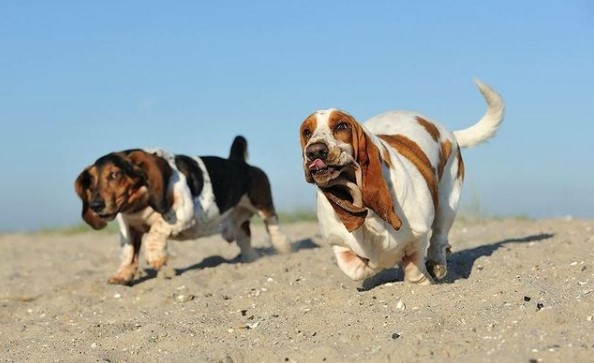An adult Basset Hound needs two walks a day. An hour in the morning and an hour in the evening.  ...