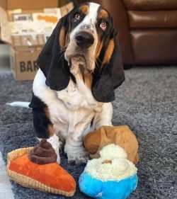 The main task of the owner of Basset is not to overfeed the dog. This can be very difficult to d ...