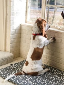 Basset Hounds are one of the fastest-growing dog breeds. Puppies grow very quickly, by 4 months  ...