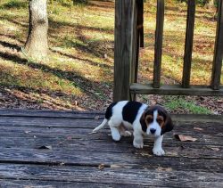 Feeding Basset Hound in the first 6 months of life should be not only high in calories, but also ...