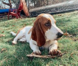 From 10 months of age, Basset Hound can be switched to dry food. All the leading pet food manufa ...