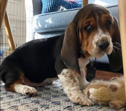 If Basset Hound eats from a regular bowl, then you can be sure that he will bathe his ears in it ...