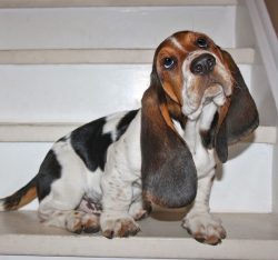 The first evidence of a powerful short-legged hunting dog can be found, oddly enough, in Ancient ...