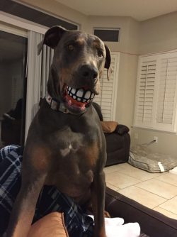Dobermans are very intelligent and therefore have always been used by police and military forces ...