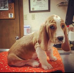 The first mention of Basset Hound dates back to 1585 when their description appeared in an illus ...