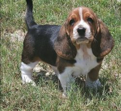 Basset Hounds are a bit lazy but surprisingly playful, especially as a puppy. They show energy o ...