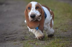 Basset Hounds are easy to contact, showing patience even in situations where the other dog would ...