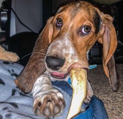 Basset Hound is a very curious dog, and at the moment when something interests it, it ignores an ...