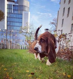 Elvis Presley dedicated the song “HoundDog” to Basset Hound named Sherlock, it sounded on July 1 ...