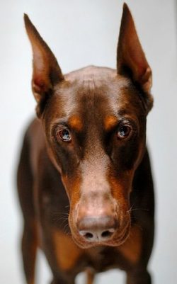 The first Dobermans were officially presented at the exhibition in 1887. 