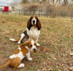 Most of all in training Basset Hounds value the reward of the treat. No need to get angry if the ...