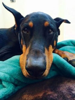 True, the breed was originally called the Thuringian Pinscher, and only after the death of Fried ...